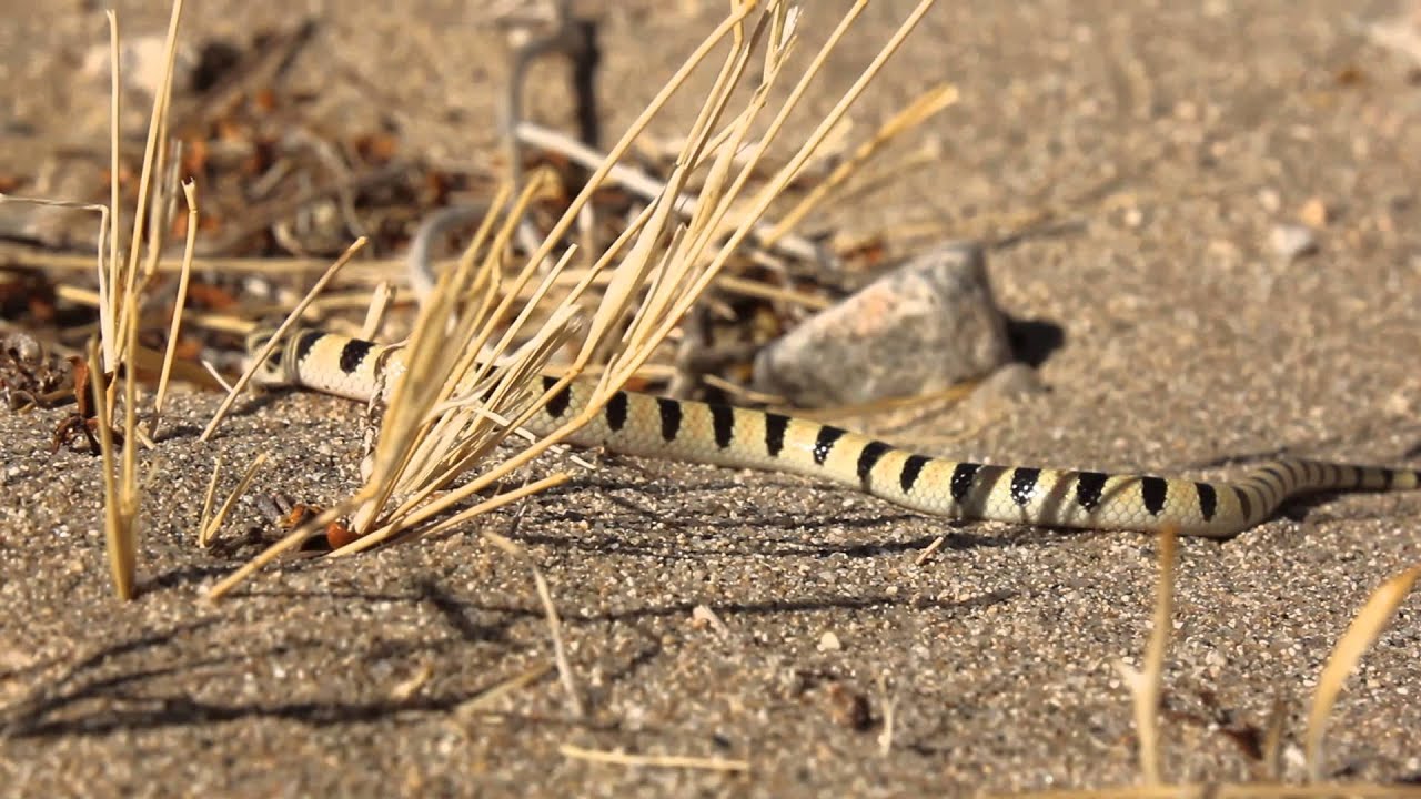 Mojave Shovel-nosed Snake