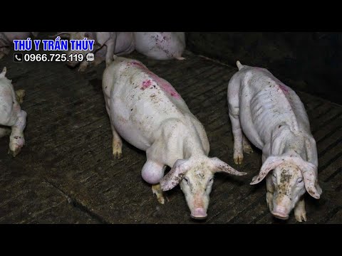 Video Lợn thở giật, khạc ra máu, phổi bị viêm, thở khò... - youtube