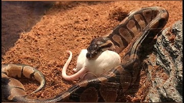 BALL PYTHON *LIVE FEEDING*