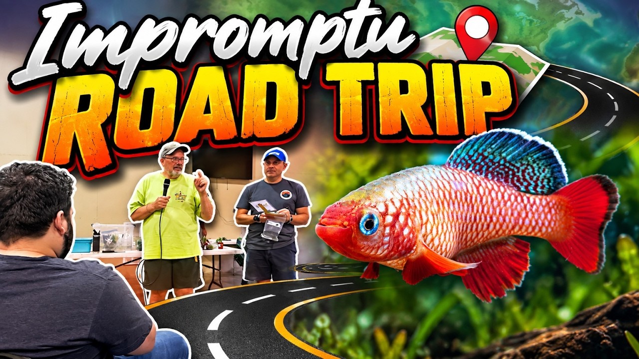 Nashville Auction Recap, Fish Room Project Update, Play Fish Games & More!