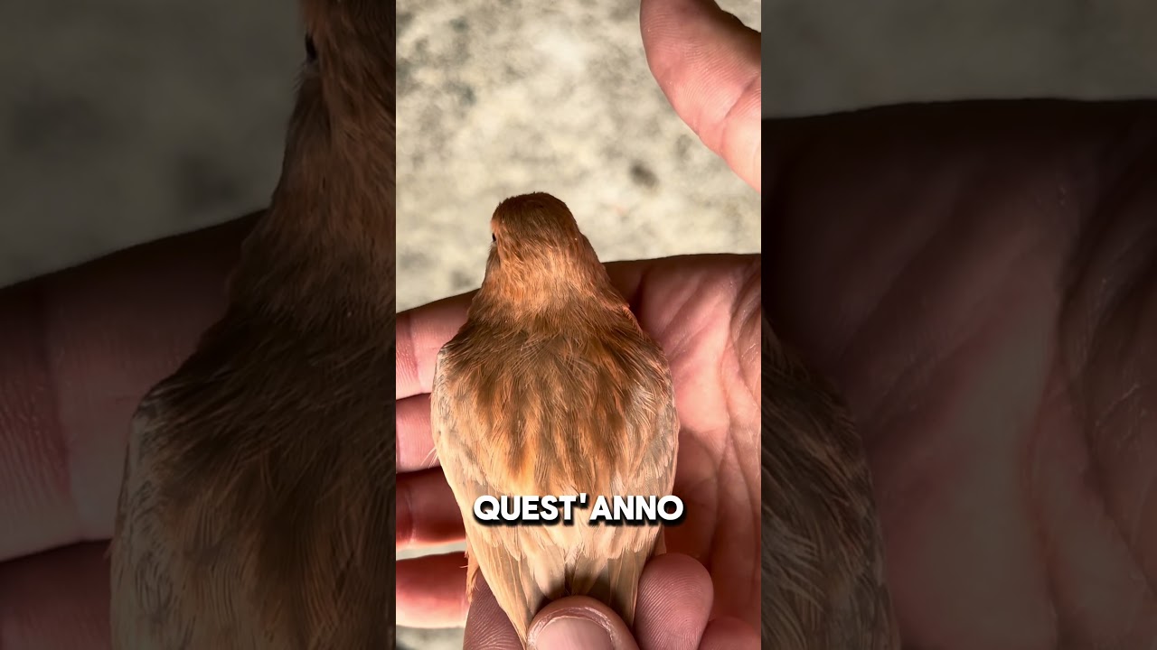 NUOVI CANARINI ALL’ORIZZONTE 