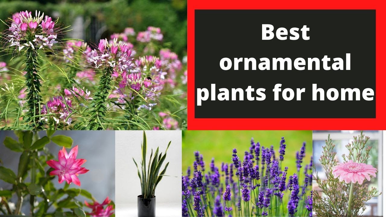 20 Best Indoor Plants with Very High Oxygen Releasing Capacity In World