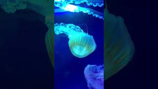 Ty Medůzyy Jsou Megaa