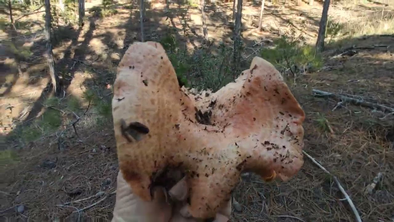 Denizli de çıntar bolluğu 4 Kanlıca Mantarı çıntar avı