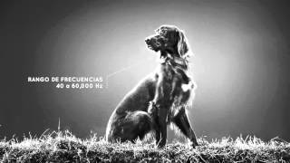 Nutrición Para Carnívoros Hpm Perro