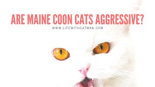 Are Maine Cats Aggressive?