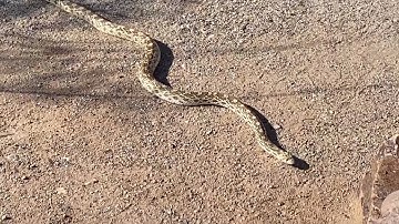 Gophersnakes - free, safe, and all-natural pest control!