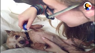 Senior Chihuahua Changes Parents' Lives | The Dodo