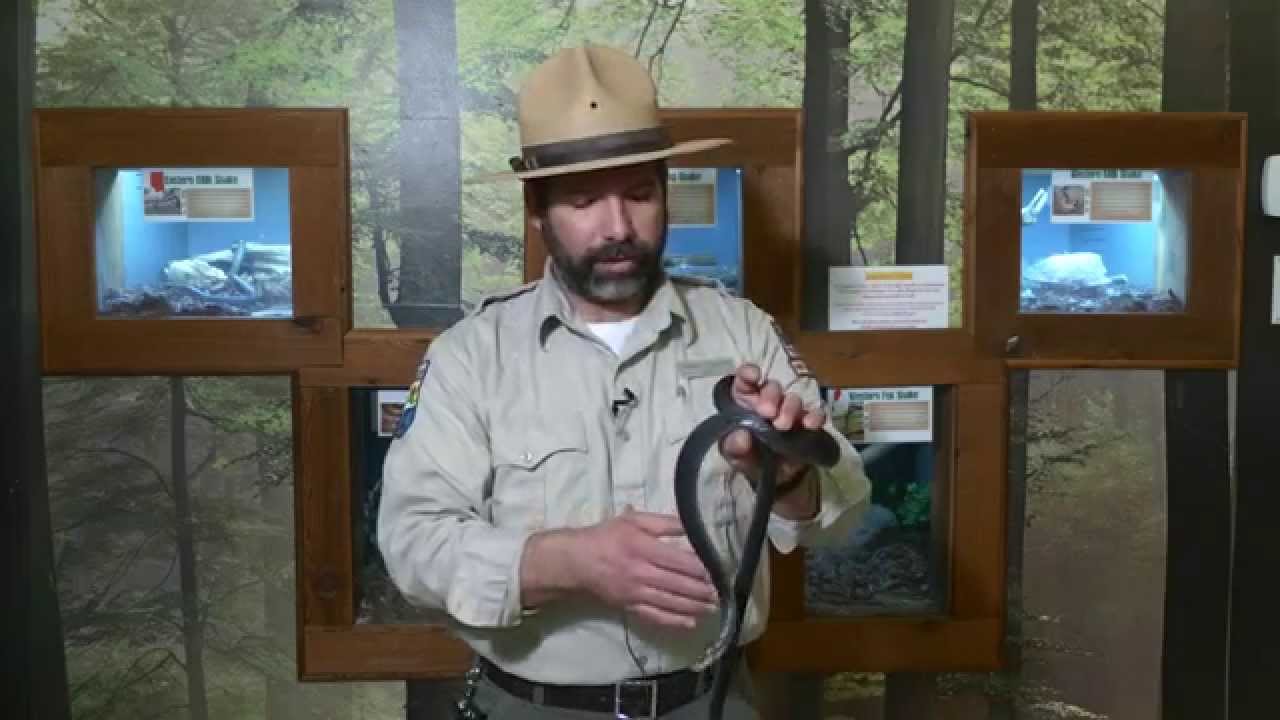 black mirror season 5 Black Racer | Indiana DNR