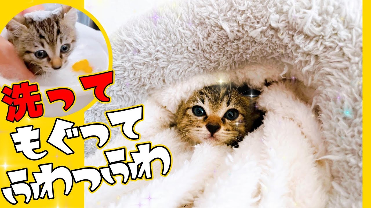 子猫の離乳食 ロイヤルカナンをモグモグ食べる子猫たち 保護猫生活8日目 Youtube