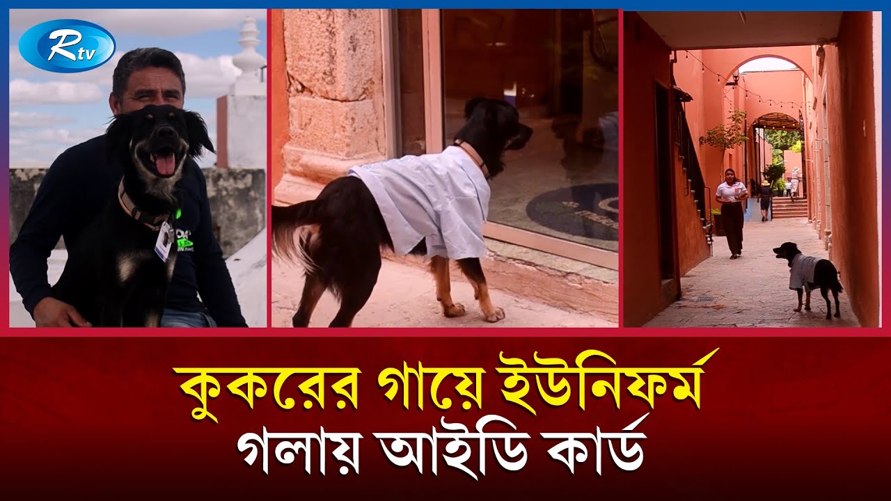 রাস্তার কুকুর এখন সরকারি অফিসের ‘ডিরেক্টর’! | Director Dog | Rtv News