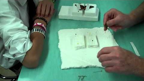 Insect Mounting   Video 2 Oct 4, 2010 ‏   YouTube