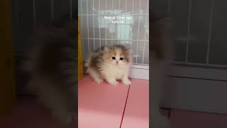 ciincatslove #cat #shorts #munchkin