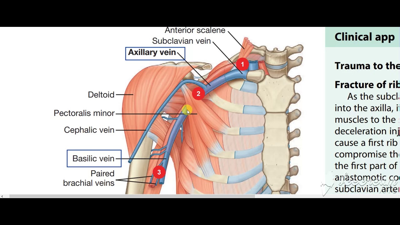 Axillary vein YouTube