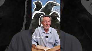 Where does 'Raise crows and they will peck your eyes out' come from? 👁️🦅#trivia #interesting #crows