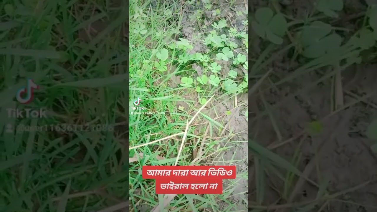 casino royale naples আমার দারা ভিডিও ভাইরাল করা হলো না funny viralvideo youtubeshorts pgslot foryoupage