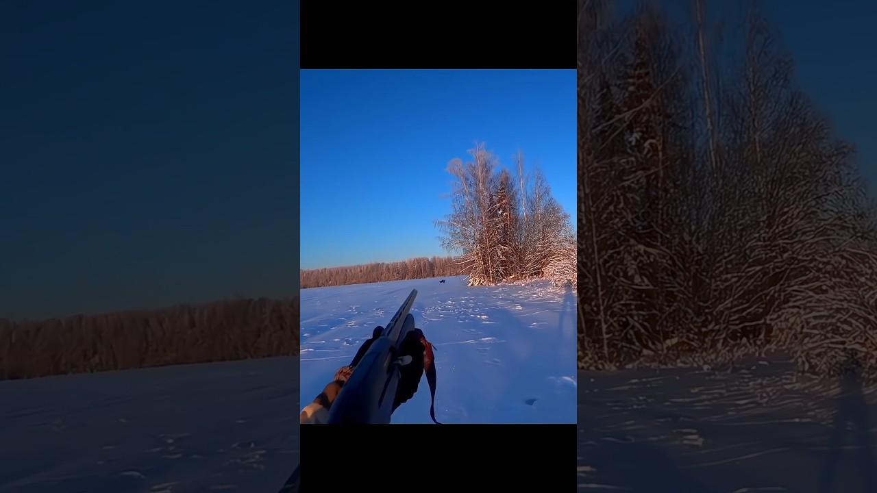 Grouse under cover in snow 