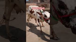 Top gadri rathi cow milk capacity 14+ for sale from rajsthan sri ganganagar #sdf