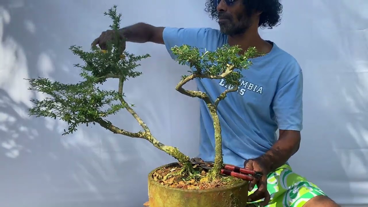 අතු කපල කපල හැඩ කෙරුවෙ