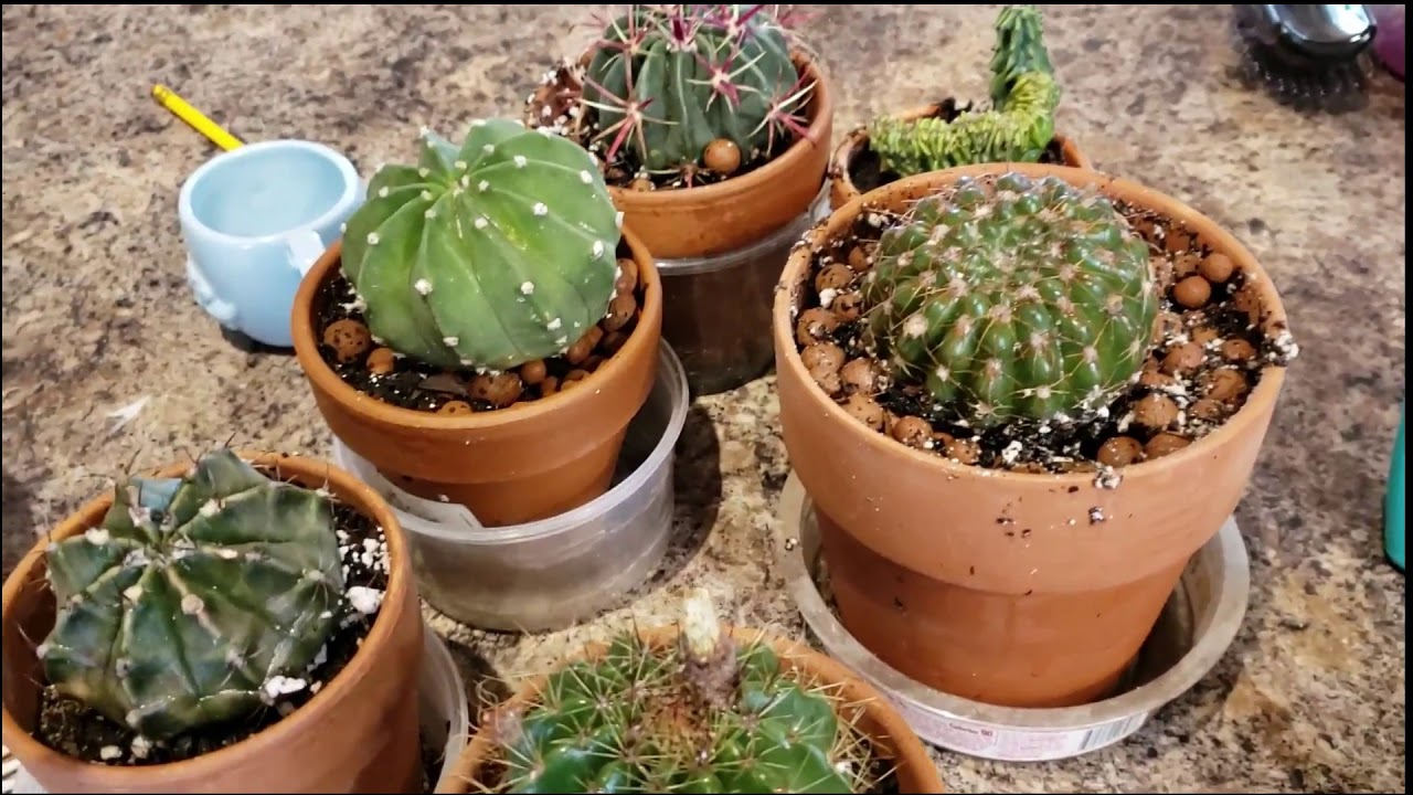 Cactus Scale and orchid update 