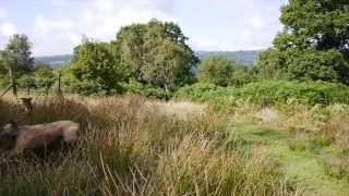 Terry - Staffie Cross, Looking For A Home
