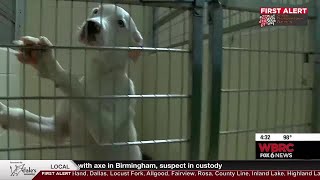 Update on distemper cases at Tuscaloosa Metro Animal Shelter