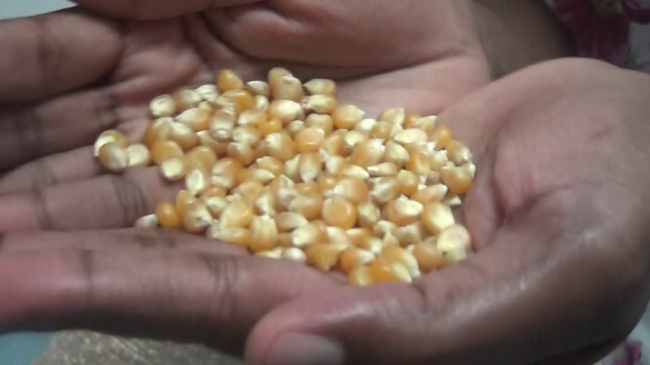 Corn seed (popcorn) for Akamu/Pap/Ogi Revealed YouTube