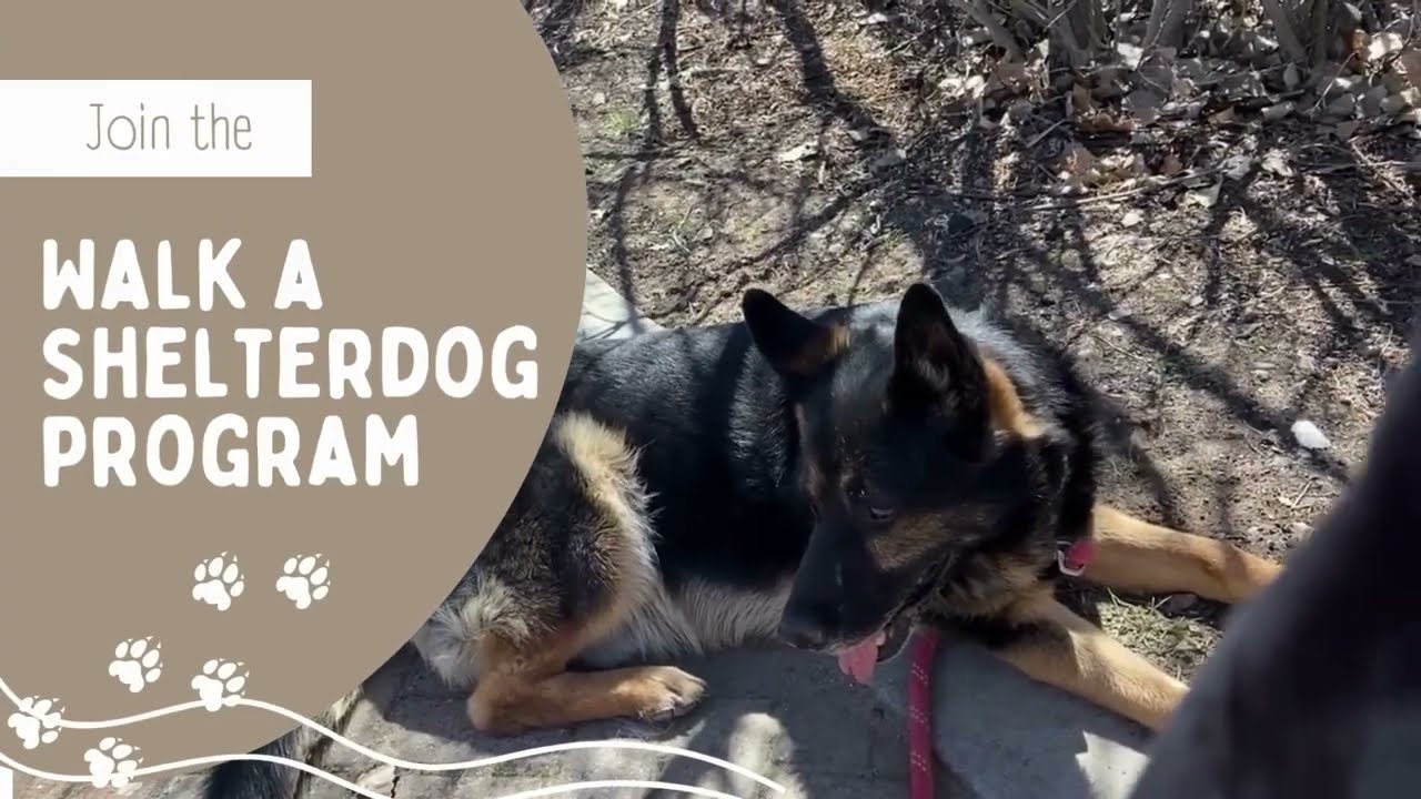 Walk A Shelter Dog Commercial