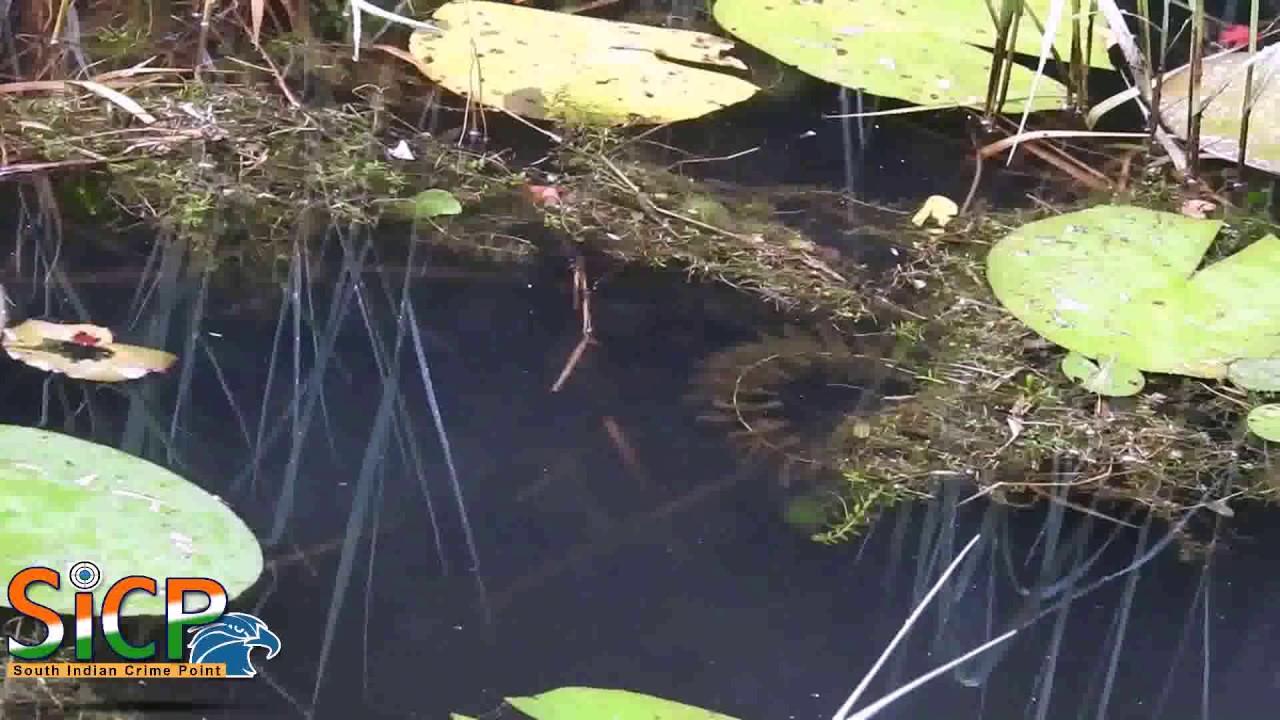 Freshwater jellyfish Limnocnida Kodai or ishaani from Kodaikanal lake discovered by Ishaan