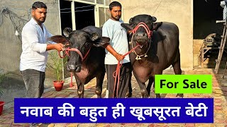 पशुपालक की बल्ले बल्ले - नवाब की एक और खूबसूरत बेटी - Nawab's Daughter Available for Sale
