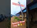 Amazing Respect Street Dog 🤯👌💯 #dog #respect #streetdogrevival #ytshorts #ytviral