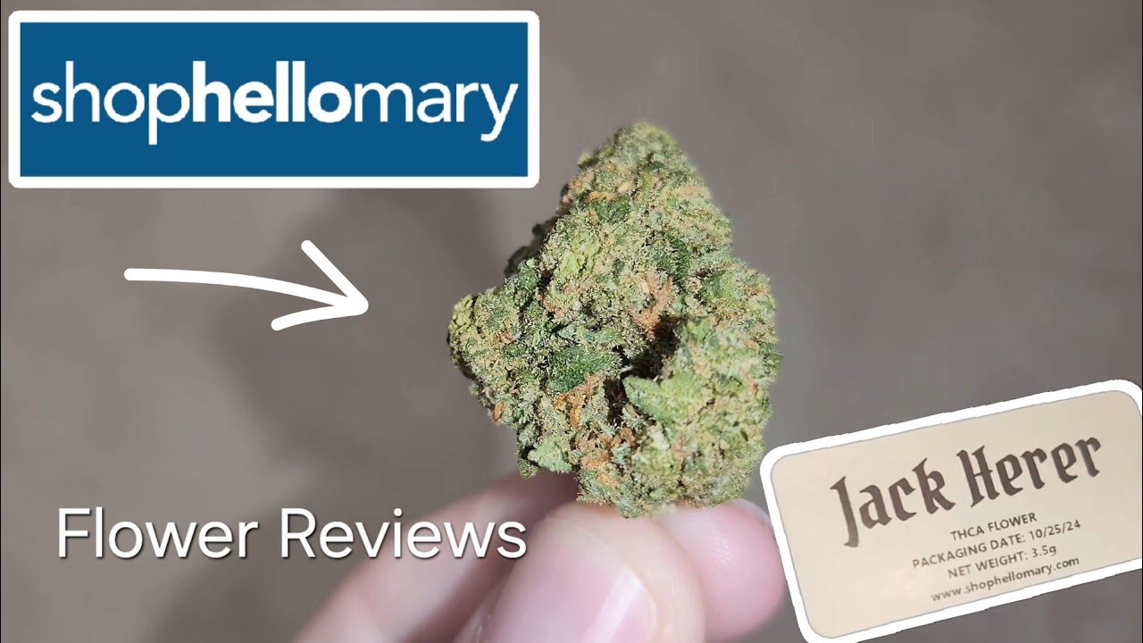 SHOPHELLOMARY JACK HERER FLOWER REVIEW LEMONENE FUEL 🍋 ⛽️