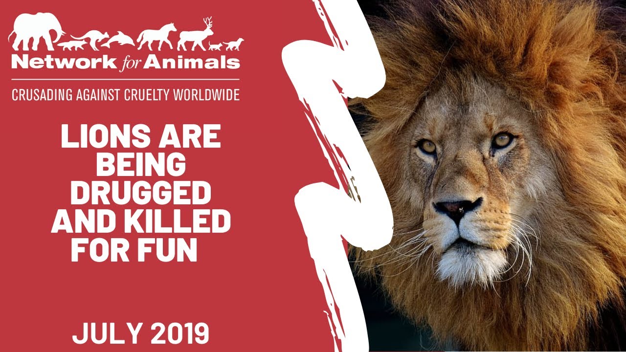 Help fight the horror of canned lion hunting animals clipart