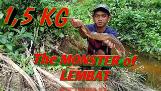 MONSTER LEMBAT 1,5 KG Tarikanya Luar Biasahhhh Brooo