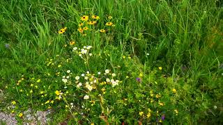 Black Eyed Suzannes And Other Roadside Wilde Flowers