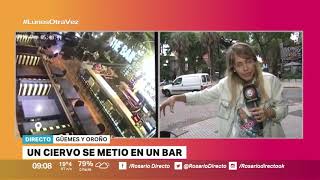 CANAL 5 ROSARIO – ROSARIO DIRECTO – UN CIERVO SE METIO EN UN BAR