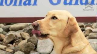 Amazing Seeing Eye Dog!