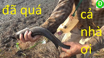 52  Cắm Câu Cá Lóc Mồi Nhái - Nướng Ăn trên Đồng l Đất Phương Nam