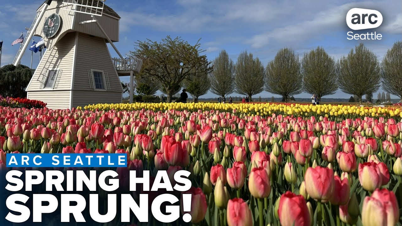 Millions of vibrant tulips welcome visitors to Tulip Town in Washington's Skagit Valley