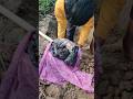 Bakri ka Bachha mar Gaya 😭😭#gaon ka vlog#trending #viral short