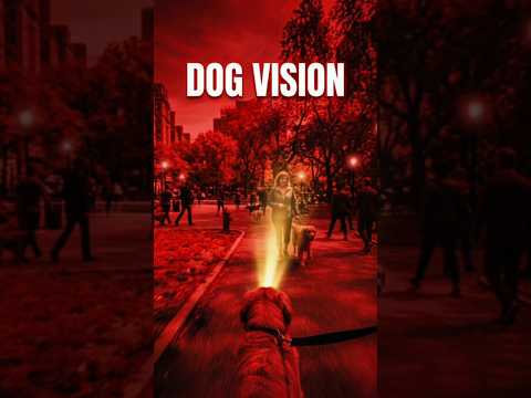 See World in Dog Eye 👀 😯 #mrfactshek