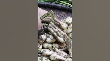 Unique Super Sharp Mini Tool To Easily Cut Onions and Chives #shorts