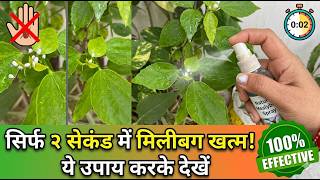 Mealybug हटाने का सबसे आसान तरीका बस 2 Seconds में #plantcaretips#mealybugtretment