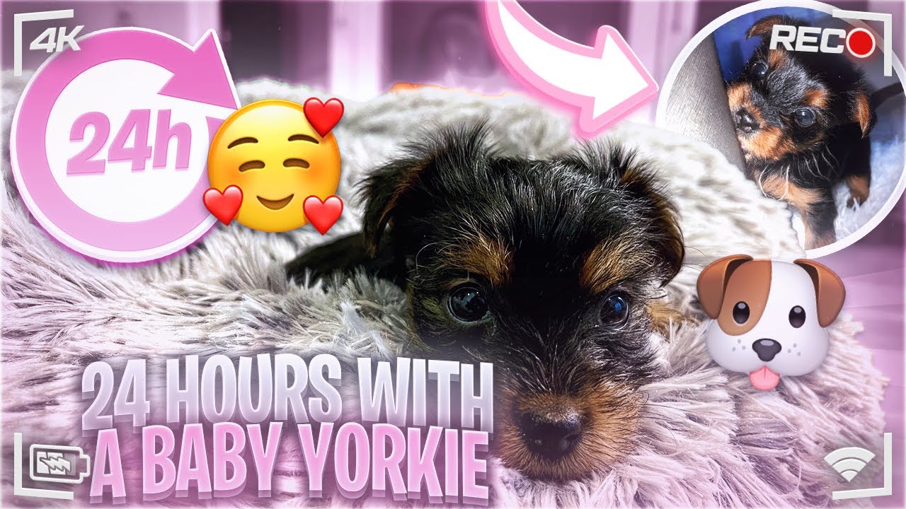 First 24 Hours With A Baby Yorkie! FirstTime Dog Mom 🐾 - YouTube