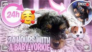 First 24 Hours With A Baby Yorkie! FirstTime Dog Mom 🐾