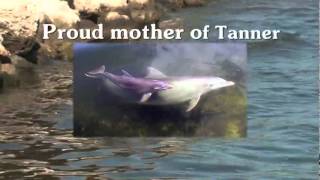Dolphin Research Center Spotlight on Santini.mp4