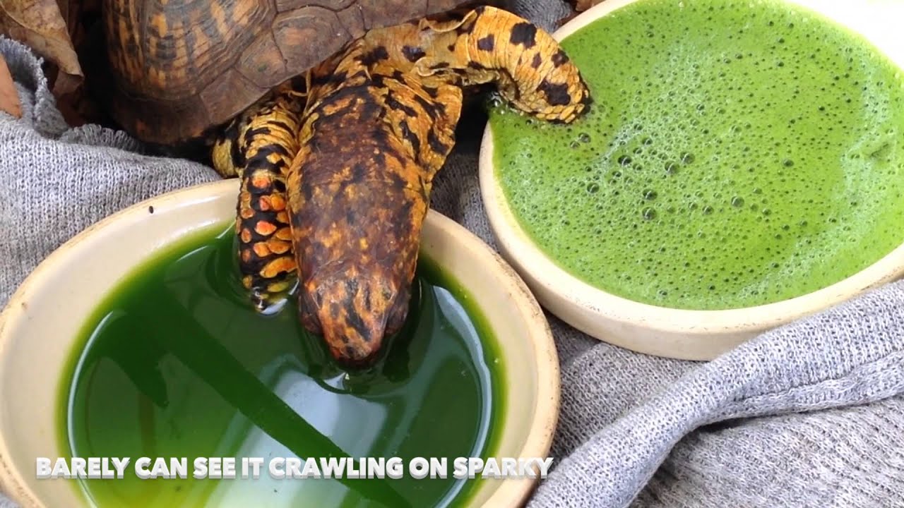SparkyWhat to do When Your Turtle Won't Eat YouTube