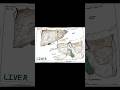 Right vs Left triangular ligament – Liver anatomy in 30 seconds | Medical Study Hub