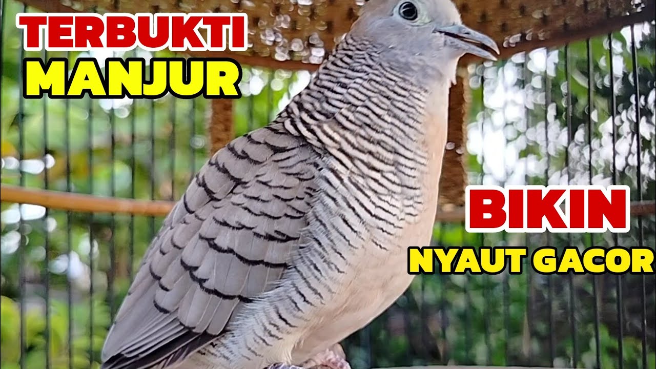 Perkutut lokal gacor TERBUKTI MANJUR Bikin lawan nyaut Gacor 