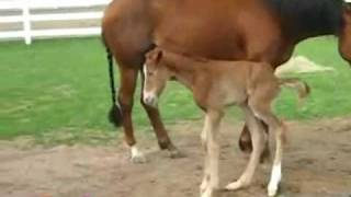 Happy Birthday, Horse Style!
